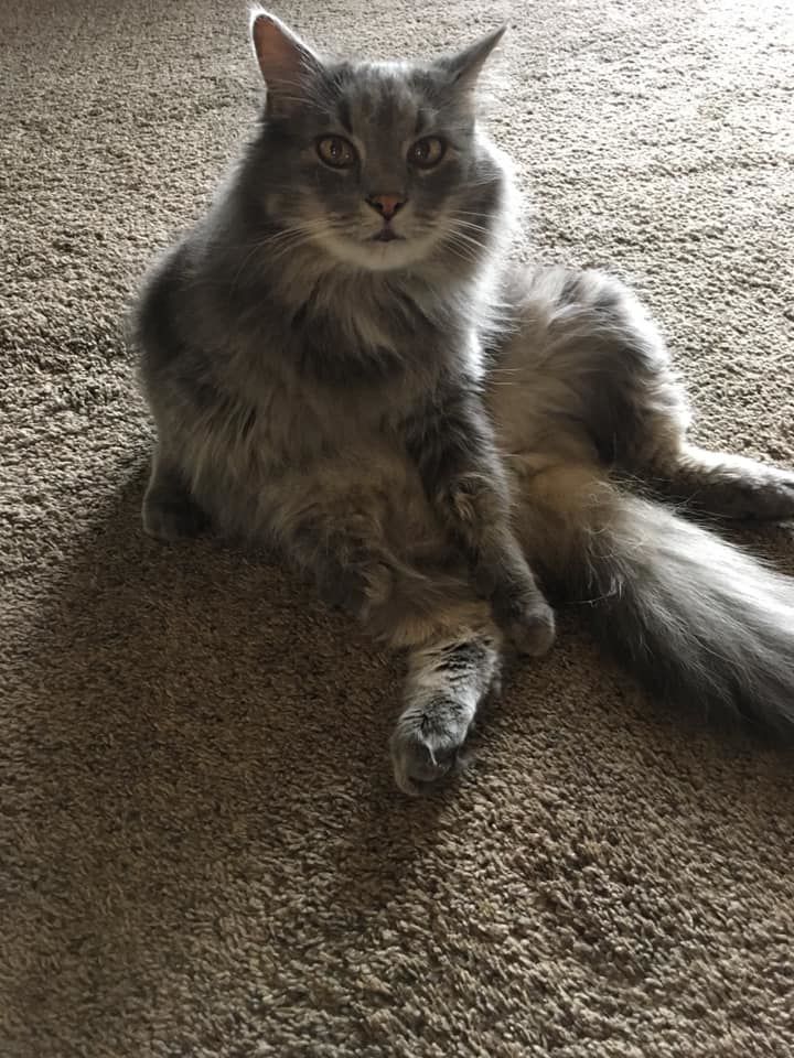 Simba - Rachel Czaplewski.jpg